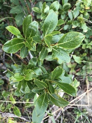 Salix pulchra