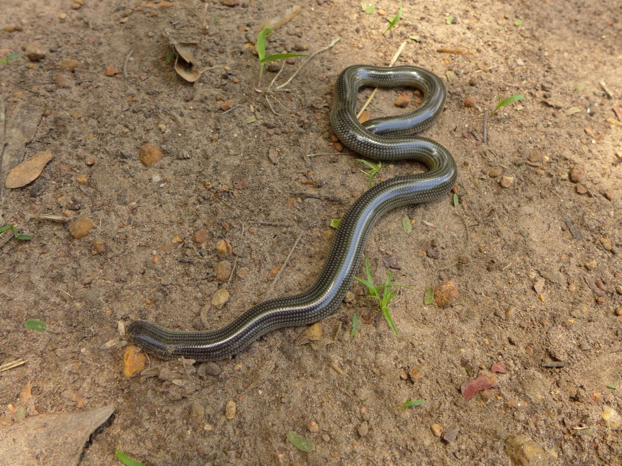 Schmidt's blind-snake (Afrotyphlops schmidti) · iNaturalist