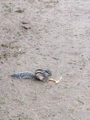 Funambulus pennantii