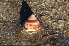 Bembicium