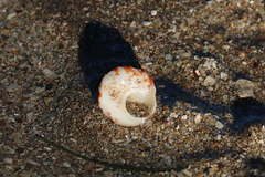 Bembicium