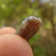 Afrotyphlops schmidti