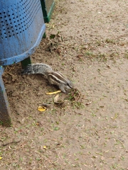 Funambulus pennantii