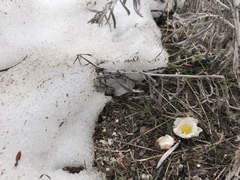 Ranunculus andersonii
