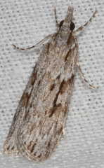 Scoparia ochrophara