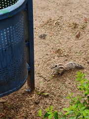 Funambulus pennantii