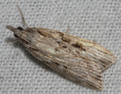 Scoparia ochrophara