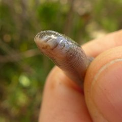 Afrotyphlops schmidti