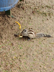 Funambulus pennantii