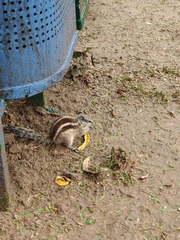 Funambulus pennantii