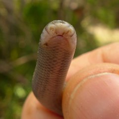 Afrotyphlops schmidti