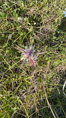 Castilleja purpurea