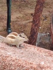 Funambulus pennantii