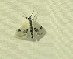 Cliniodes ostreonalis
