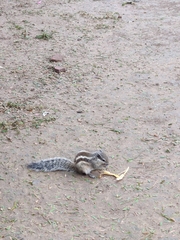 Funambulus pennantii