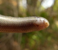 Afrotyphlops schmidti