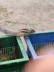 Funambulus pennantii