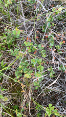 Betula nana