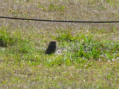 Athene cunicularia floridana