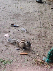Funambulus pennantii