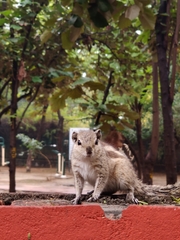 Funambulus pennantii