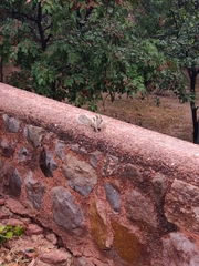 Funambulus pennantii
