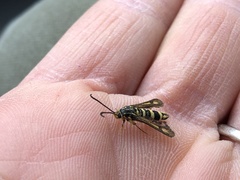 Penstemonia clarkei