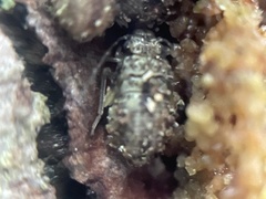 Lepidopsocidae
