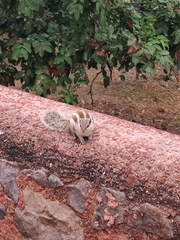 Funambulus pennantii
