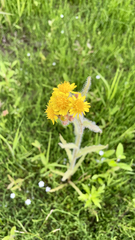 Tephroseris palustris