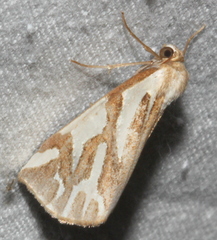 Thalaina inscripta