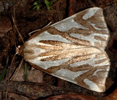 Thalaina inscripta