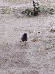 Acridotheres tristis