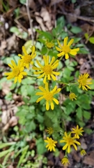 Packera glabella