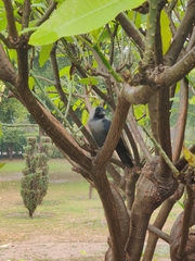 Corvus splendens