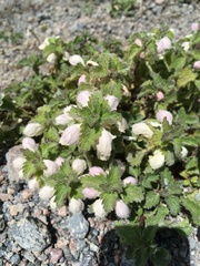 Lamium tomentosum