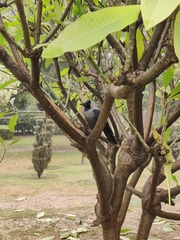 Corvus splendens
