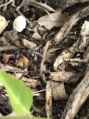 Paradidyma singularis