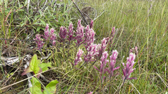 Castilleja purpurea