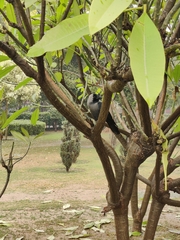 Corvus splendens