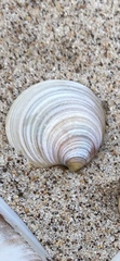Macoma balthica