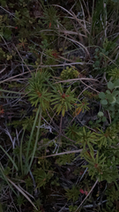Rhododendron tomentosum
