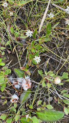 Lysimachia europaea