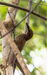 Dendrocolaptes platyrostris