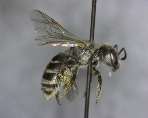 iNaturalist observation photo of Tripartite Sweat Bee