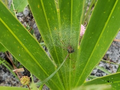 Latrodectus bishopi