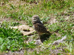 Athene cunicularia floridana
