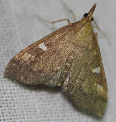 Udea hyalistis