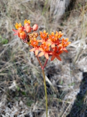 Asclepias lanceolata