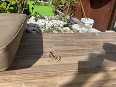 Leiocephalus carinatus